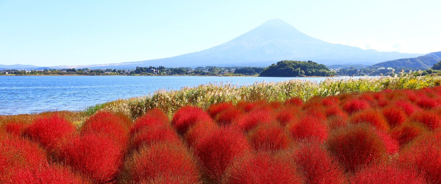 Mount Fuji above red kochia bushes by Lake Kawaguchi